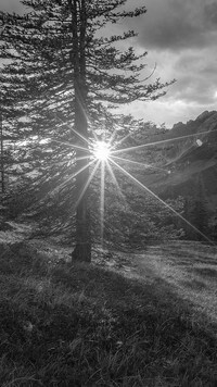 Szary