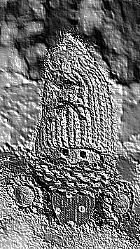 Skamielina