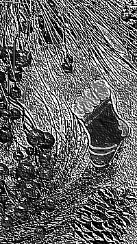 Skamielina