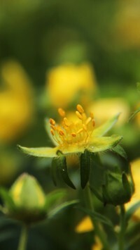 Oryginalny obrazek