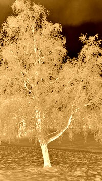 Sepia + Negatyw