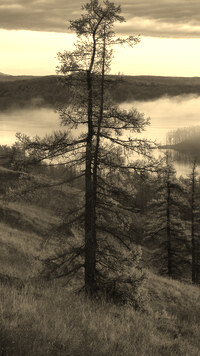 Szary + Sepia
