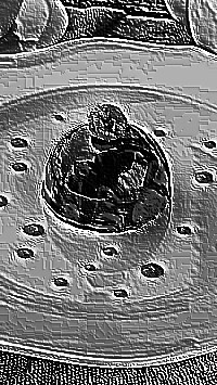 Skamielina