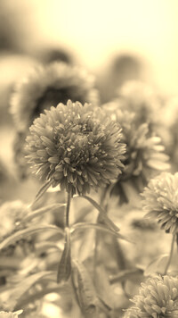 Szary + Sepia