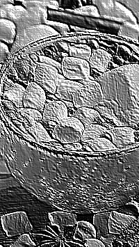 Skamielina