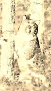 Sepia + Negatyw