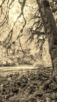 Sepia