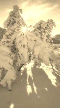 Szary + Sepia