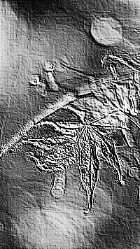 Skamielina