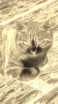 Sepia + Negatyw