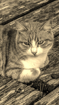 Sepia