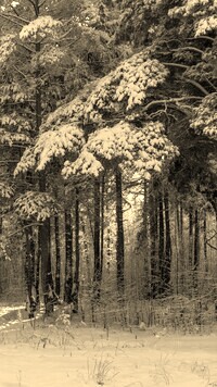 Szary + Sepia