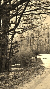 Szary + Sepia