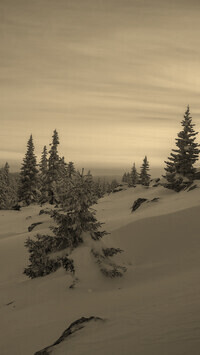 Szary + Sepia