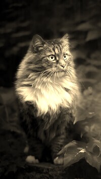 Szary + Sepia