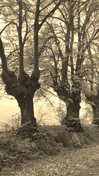 Szary + Sepia