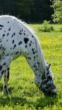 Oryginalny obrazek