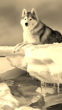 Szary + Sepia