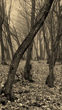 Szary + Sepia