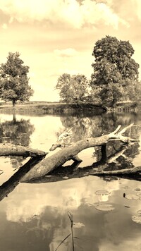 Szary + Sepia
