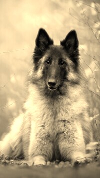 Sepia