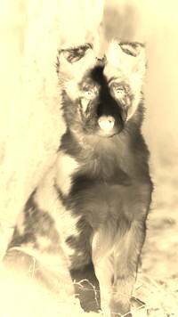 Sepia + Negatyw