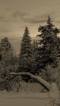 Szary + Sepia