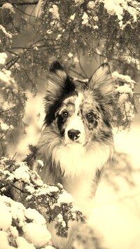 Szary + Sepia