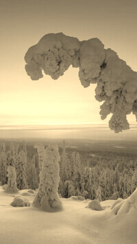 Szary + Sepia