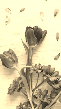 Szary + Sepia