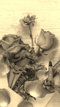 Szary + Sepia