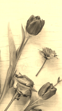 Szary + Sepia