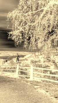 Sepia + Negatyw