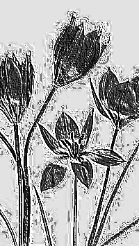 Skamielina