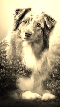 Sepia