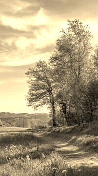 Szary + Sepia