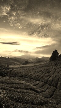 Sepia