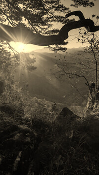 Sepia