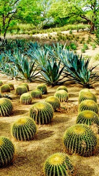 Oryginalny obrazek
