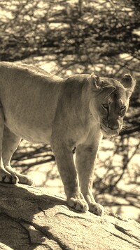 Szary + Sepia