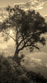 Szary + Sepia