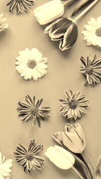 Szary + Sepia
