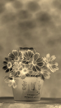 Sepia + Negatyw