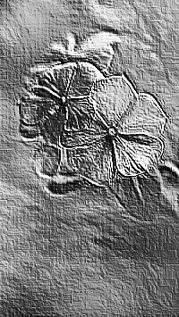 Skamielina