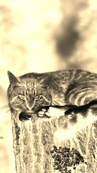 Sepia + Negatyw