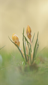 Oryginalny obrazek