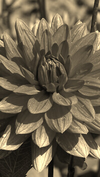 Szary + Sepia