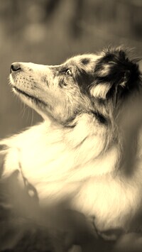 Szary + Sepia