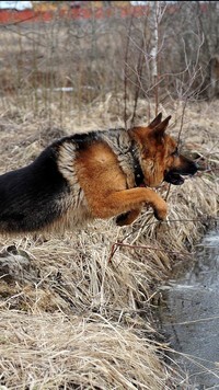 Oryginalny obrazek