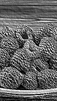 Skamielina